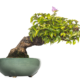 Bougainvillea Bonsai