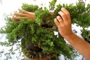 How to Create a Bonsai Tree From a Nursery Juniper Part One