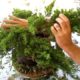 How to Create a Bonsai Tree From a Nursery Juniper Part One