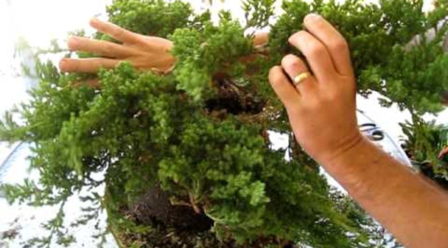 How to Create a Bonsai Tree From a Nursery Juniper Part One