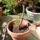 Trunk Chopping a Bonsai Tree
