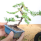 How to create a bonsai with movement using wire
