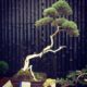 The History of Bonsai