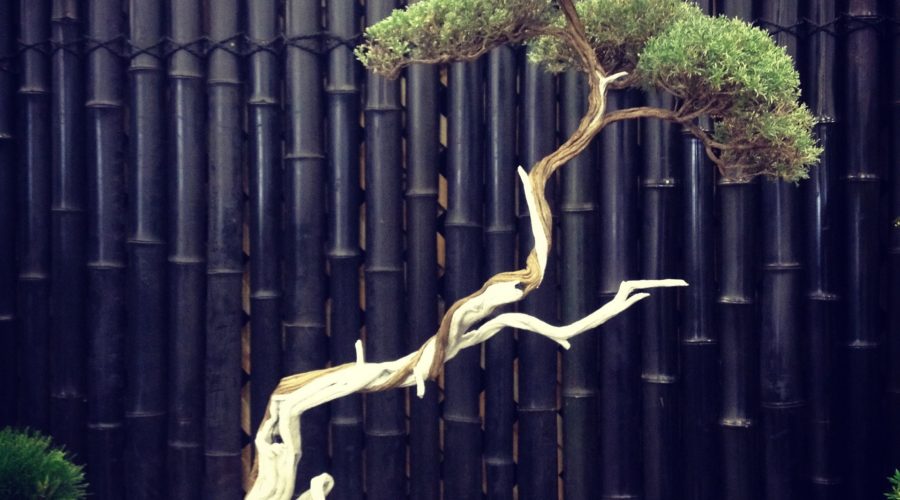 Literati style bonsai The History of Bonsai