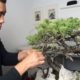 Juniper Bonsai Wiring and Shaping