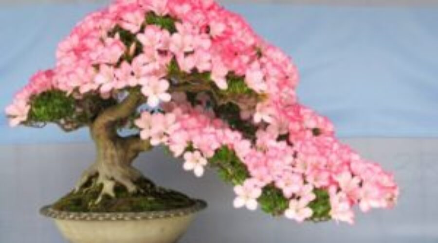 Flowering Bonsai