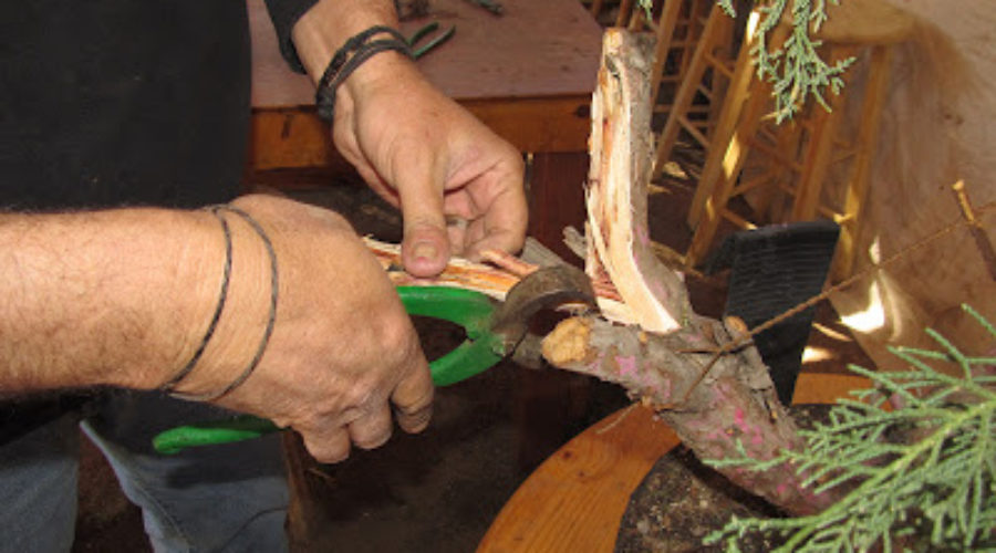 Using Bonsai splitter to create a jin or deadwood