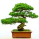 How to Make a Moyogi Style Bonsai Tree