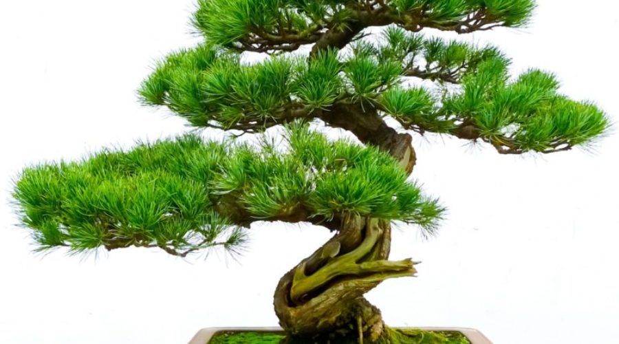 Moyogi Style Bonsai Tree Juniperus spp. Juniper