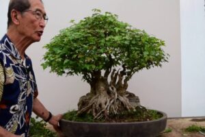 Pruning a Trident Maple Bonsai