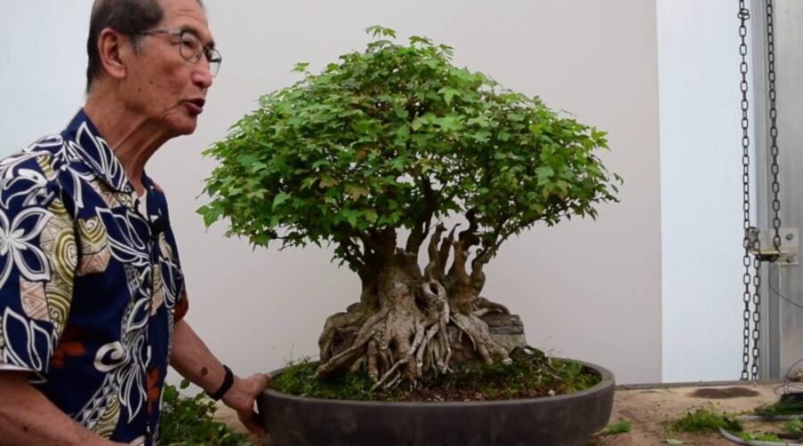 Pruning a Trident Maple Bonsai