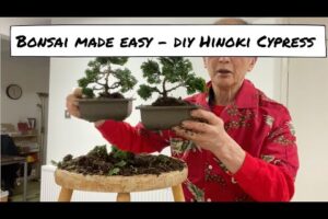 DIY Hinoki Cypress Bonsai