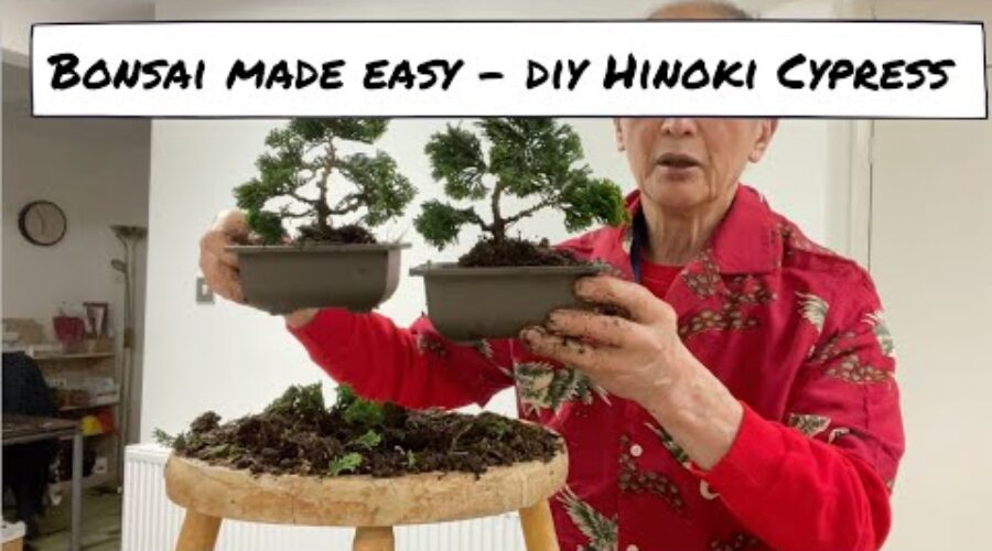 DIY Hinoki Cypress Bonsai