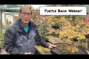 Turtleback Nebari Bonsai
