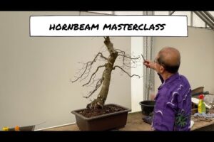Hornbeam Bonsai Masterclass