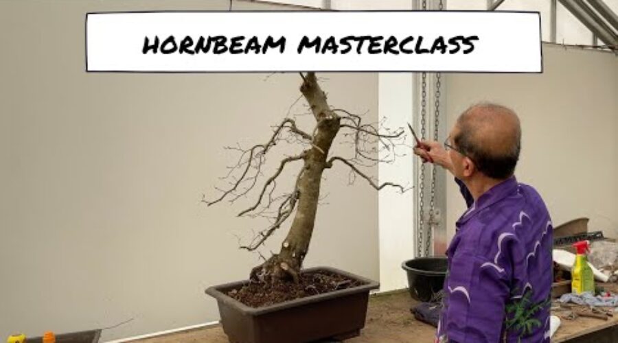 Hornbeam Bonsai Masterclass