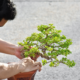 Repotting a Bonsai Tree