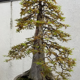 Bald Cypress Bonsai