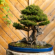 Bonsai Roots and Nebari