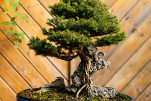 Root over rock bonsai