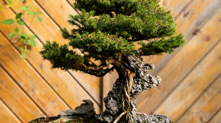 Root over rock bonsai