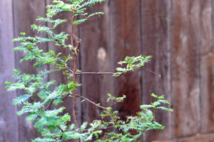 Dawn Redwood Bonsai (Metasequoia glyptostroboides)