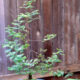 Dawn Redwood Bonsai (Metasequoia glyptostroboides)