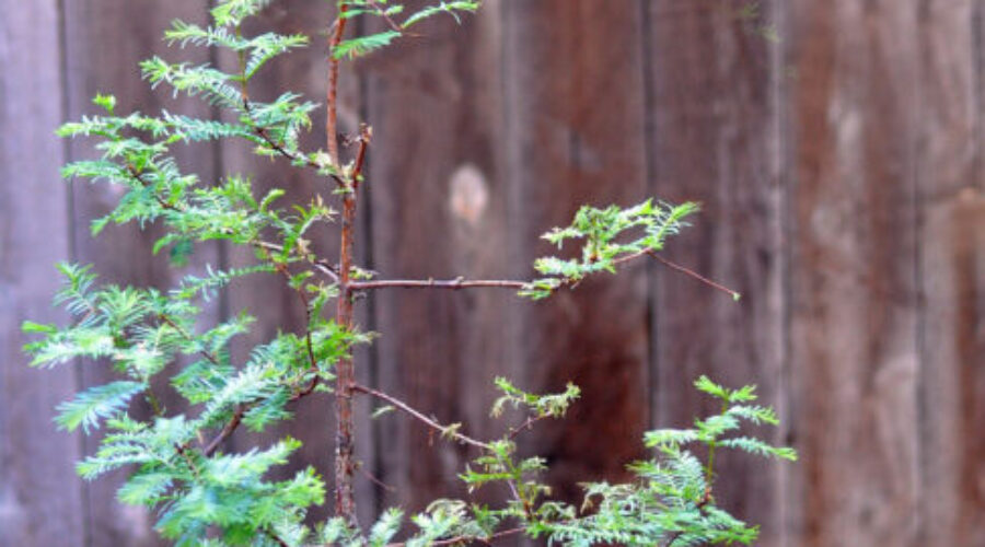 Dawn Redwood Bonsai (Metasequoia glyptostroboides)