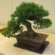 <a>Japanese Black Pine (Pinus thunbergii)</a>