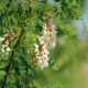 Black Locust (Robinia pseudoacacia)