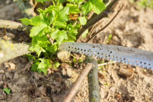 Bonsai pruning saws