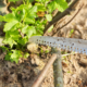 Bonsai Pruning Saw